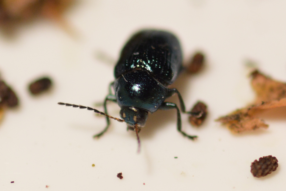 Cryptocephalus janthinus - zafír lizinka-zömökbogár