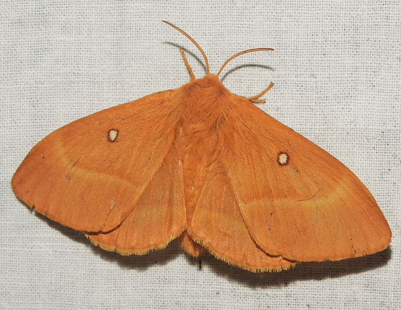 Lasiocampa quercus - tölgyfaszövő