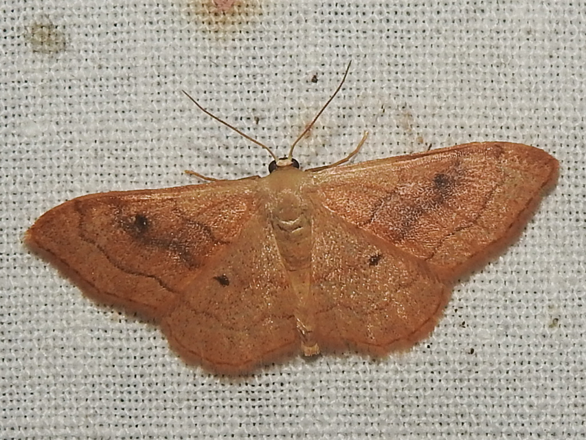 Idaea rubraria - vörössávos araszoló