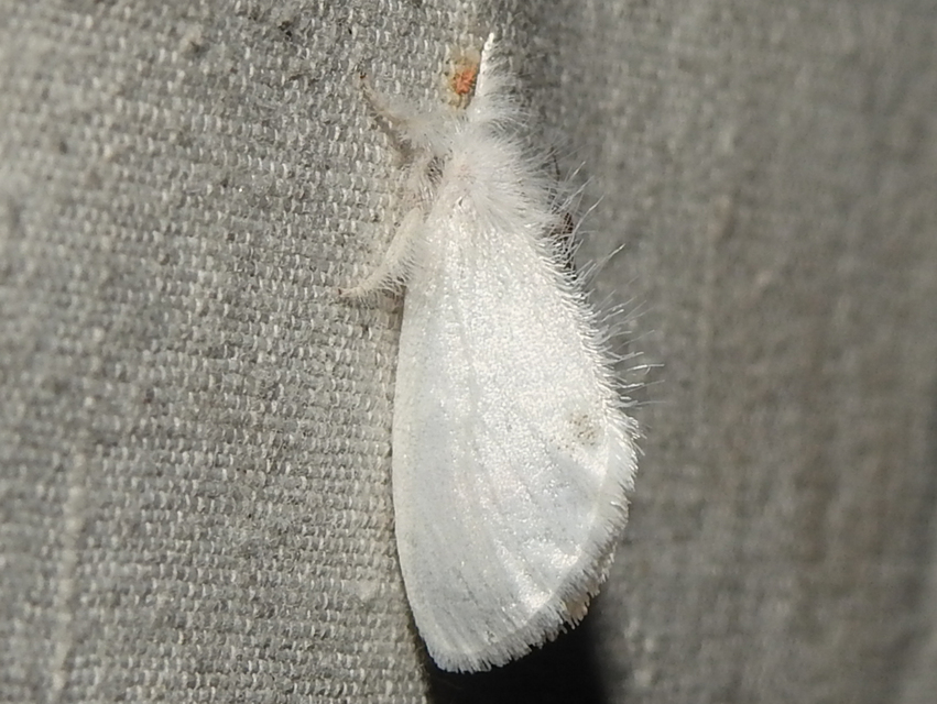 Sphrageidus similis - sárgafarú szövő