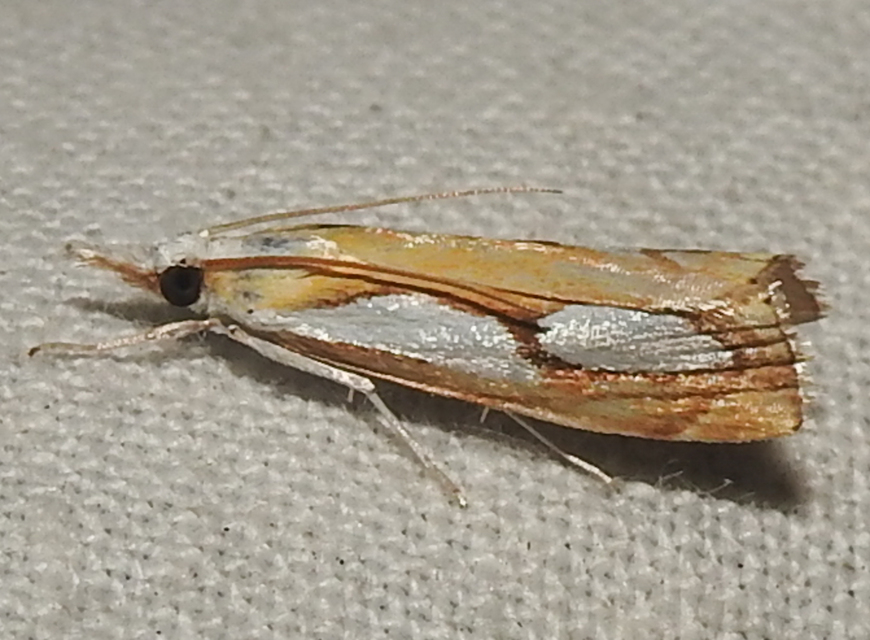 Catoptria pinella - ezüstös fűgyökérmoly