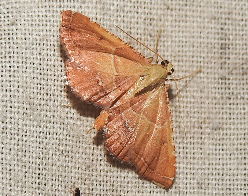 Endotricha flammealis - tüzesszárnyú fényilonca