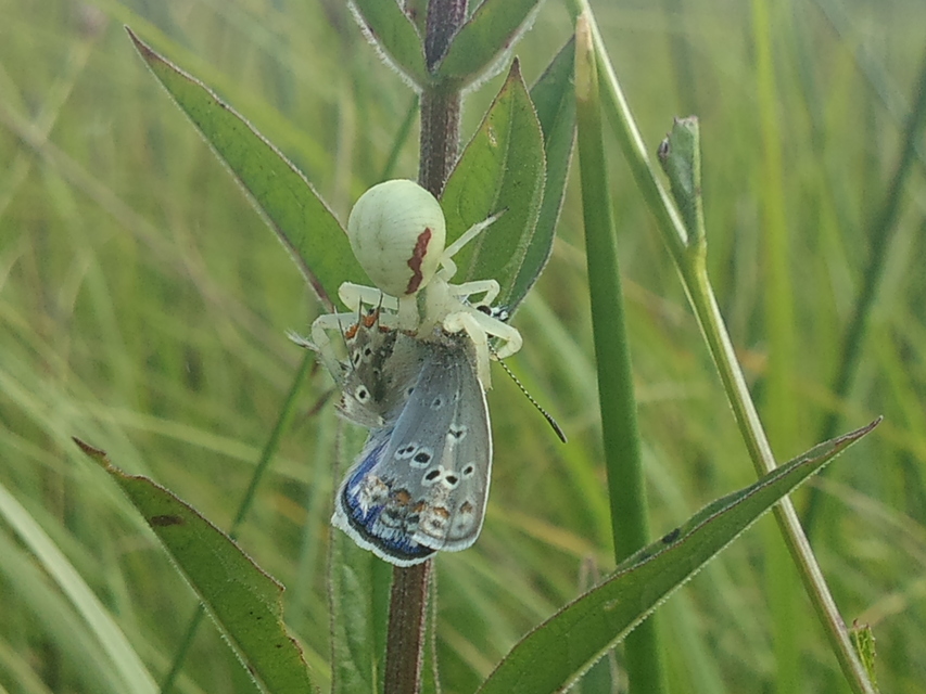 Misumena vatia - viráglakó karolópók