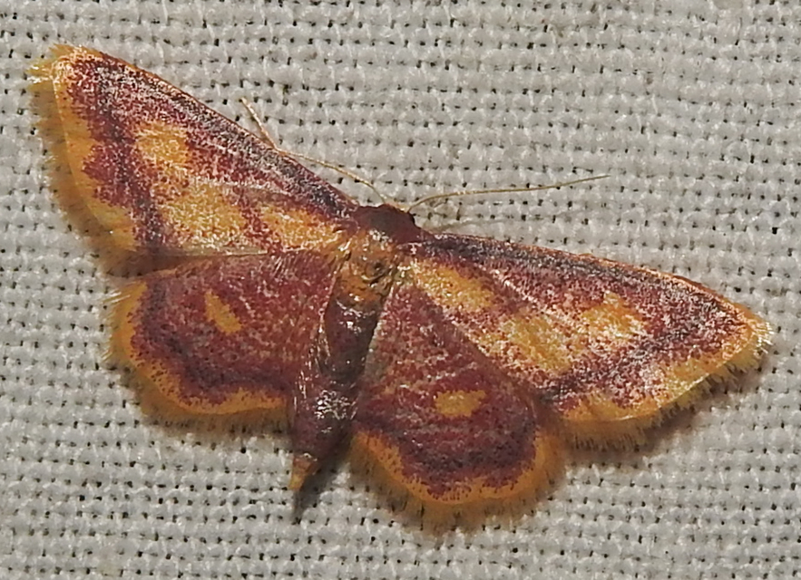 Idaea muricata - mocsári pirosaraszoló