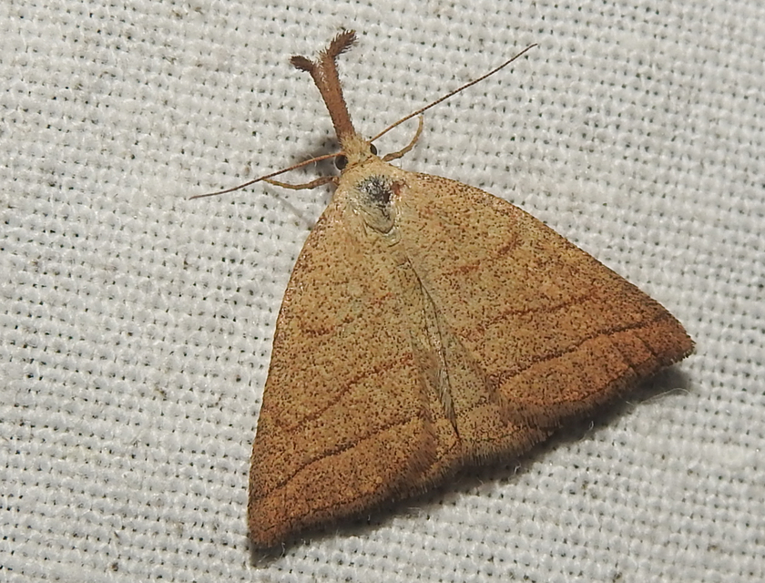 Polypogon tentacularia - sötétaljú karcsúbagoly