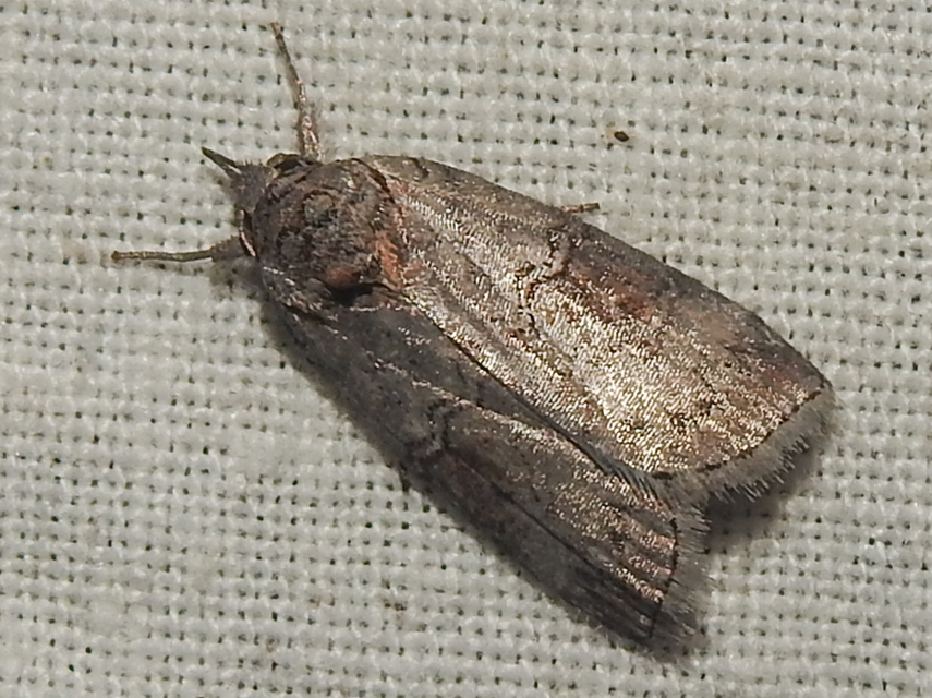 Nycteola asiatica - nyárfa-trapézbagoly