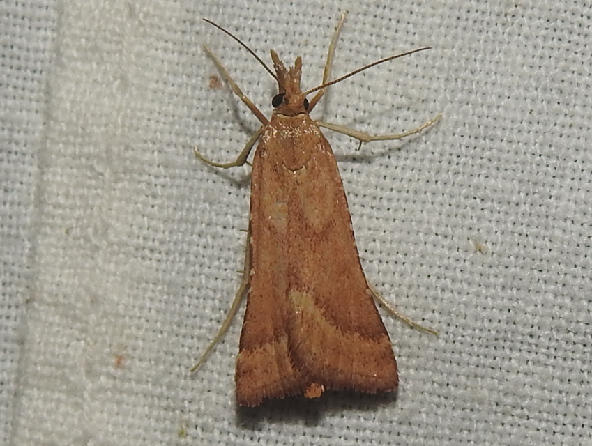 Synaphe punctalis - hosszúlábú fényilonca