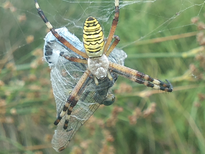 Argiope bruennichi - darázspók