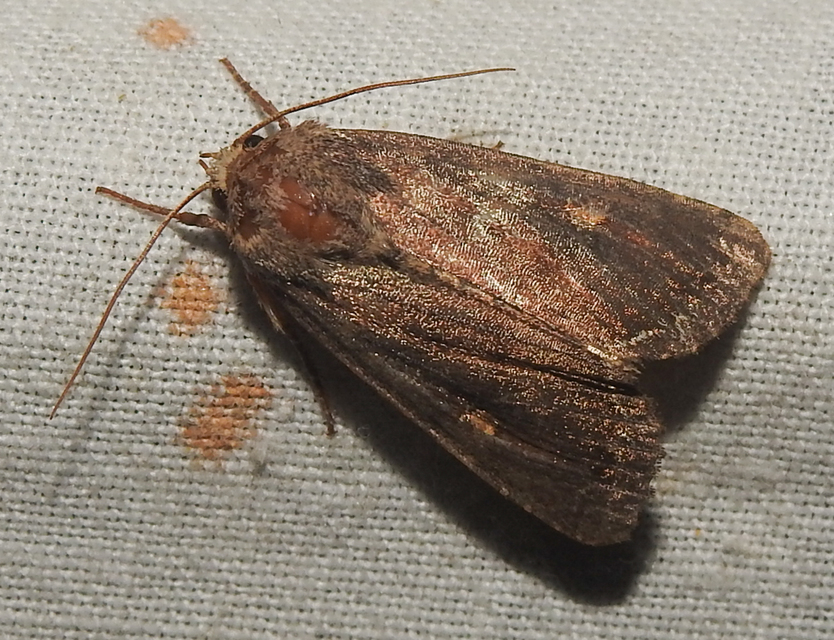 Lacanobia oleracea - saláta-kertibagoly