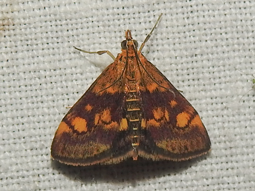 Pyrausta aurata - aranyló bíbormoly