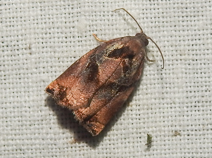 Archips podana - dudvarágó sodrómoly