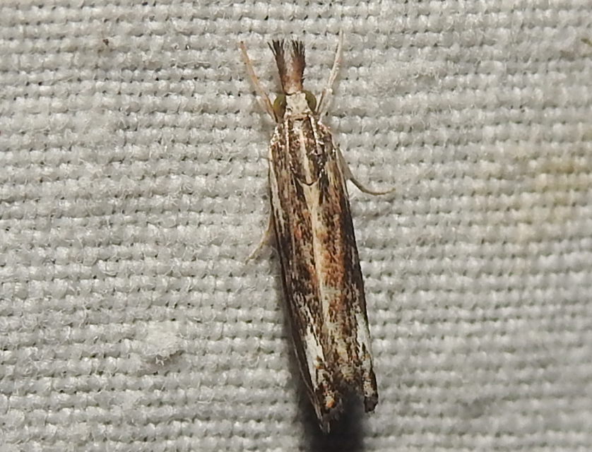 Catoptria verellus - kormos fűgyökérmoly