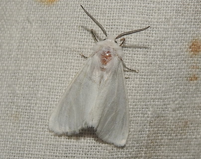 Hyphantria cunea - amerikai fehér medvelepke