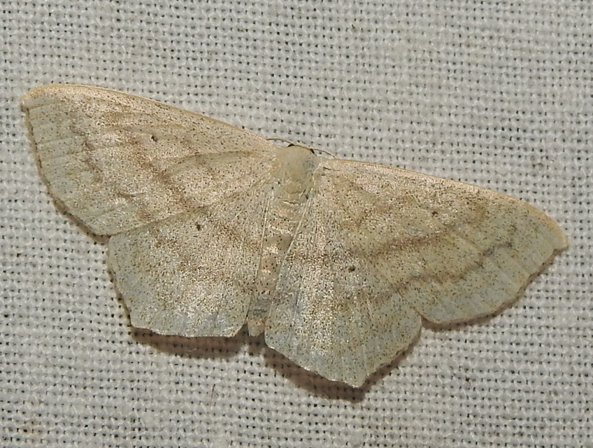 Scopula nigropunctata - feketepettyes araszoló