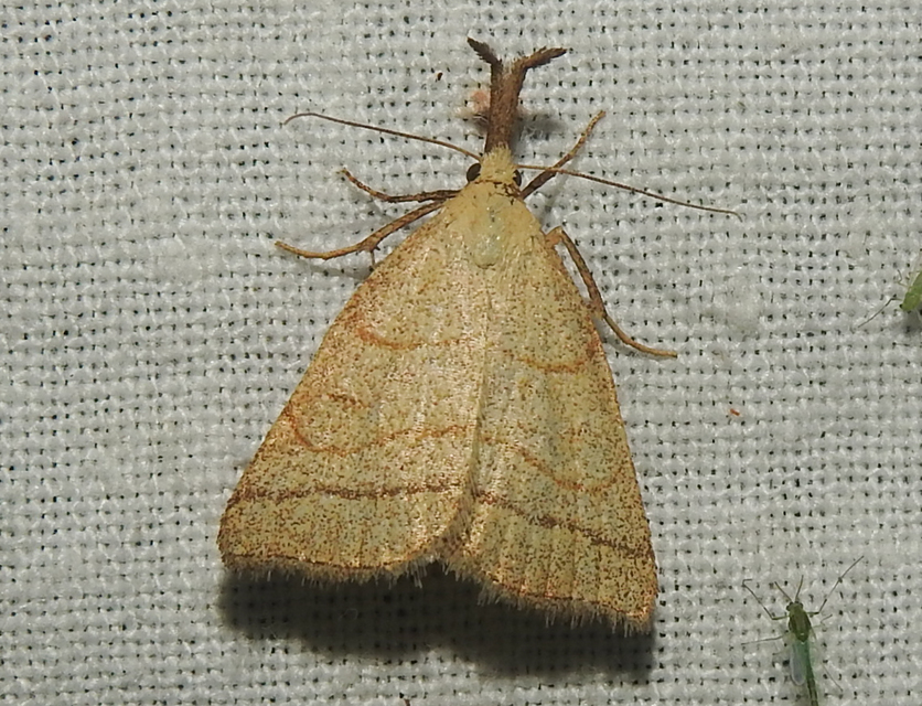 Polypogon tentacularia - sötétaljú karcsúbagoly