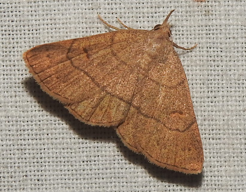 Paracolax tristalis - sárgás karcsúbagoly