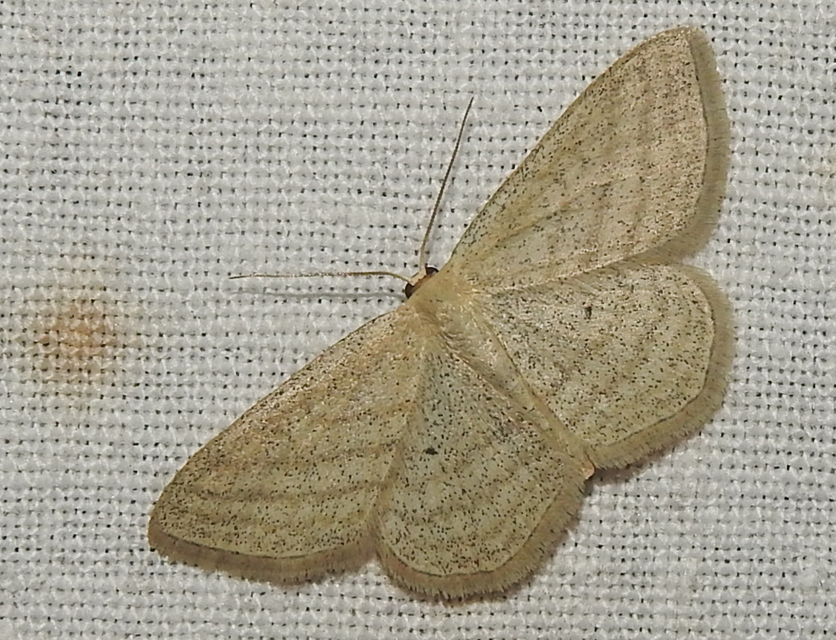 Scopula virgulata - vesszős sávosaraszoló