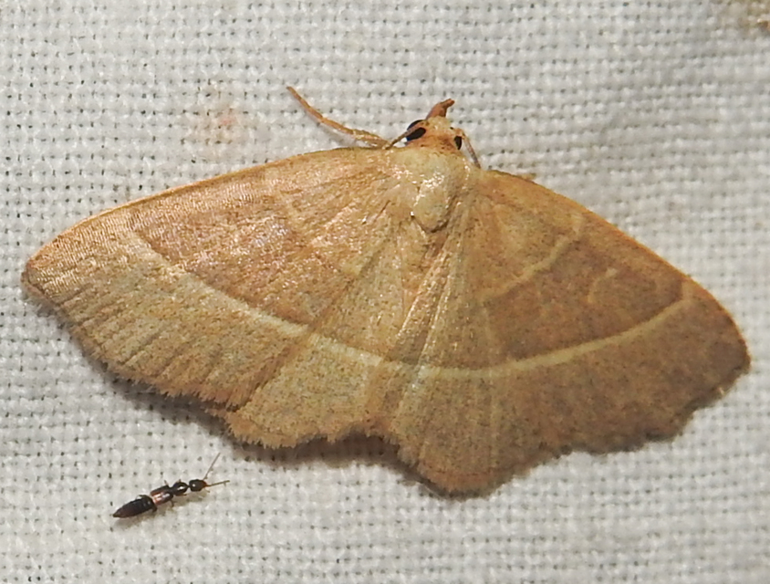 Trisateles emortualis - sárgacsíkos karcsúbagoly