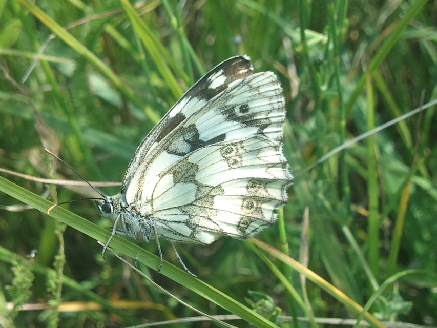 Melanargia galathea - sakktáblalepke