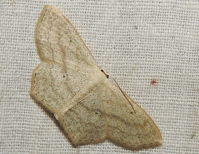Scopula nigropunctata - feketepettyes araszoló