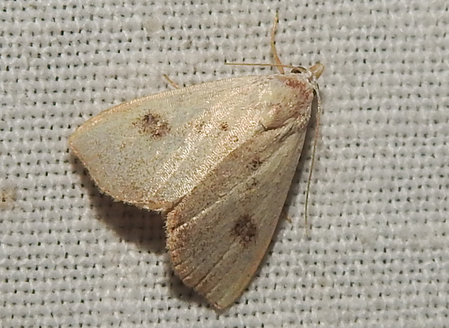 Rivula sericealis - selymes lórombagoly