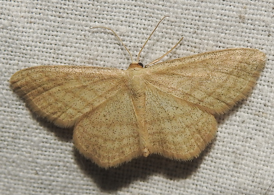 Scopula virgulata - vesszős sávosaraszoló