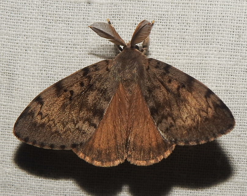 Lymantria dispar - gyapjaslepke