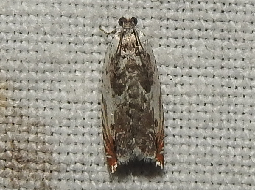 Ancylis laetana - fehér horgasmoly