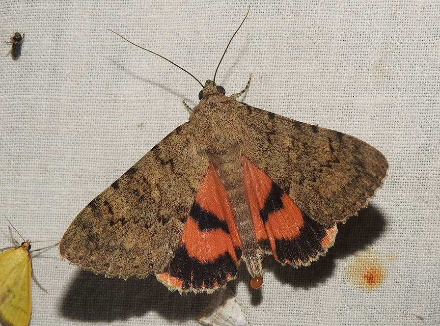 Catocala puerpera - nyárfa-övesbagoly