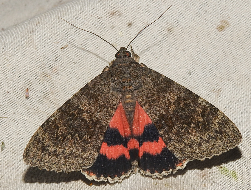 Catocala elocata - közönséges övesbagoly