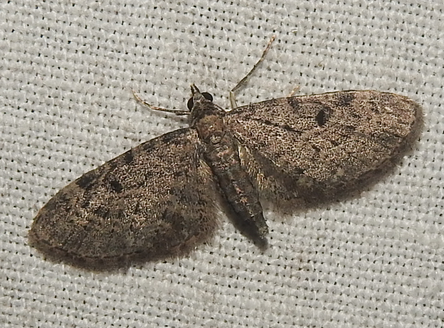 Eupithecia virgaureata - aranyvessző-törpearaszoló