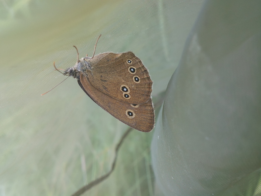 Aphantopus hyperanthus - közönséges ökörszemlepke
