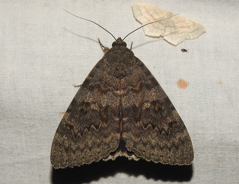 Catocala elocata - közönséges övesbagoly