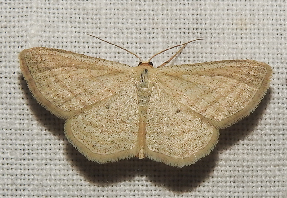 Scopula virgulata - vesszős sávosaraszoló