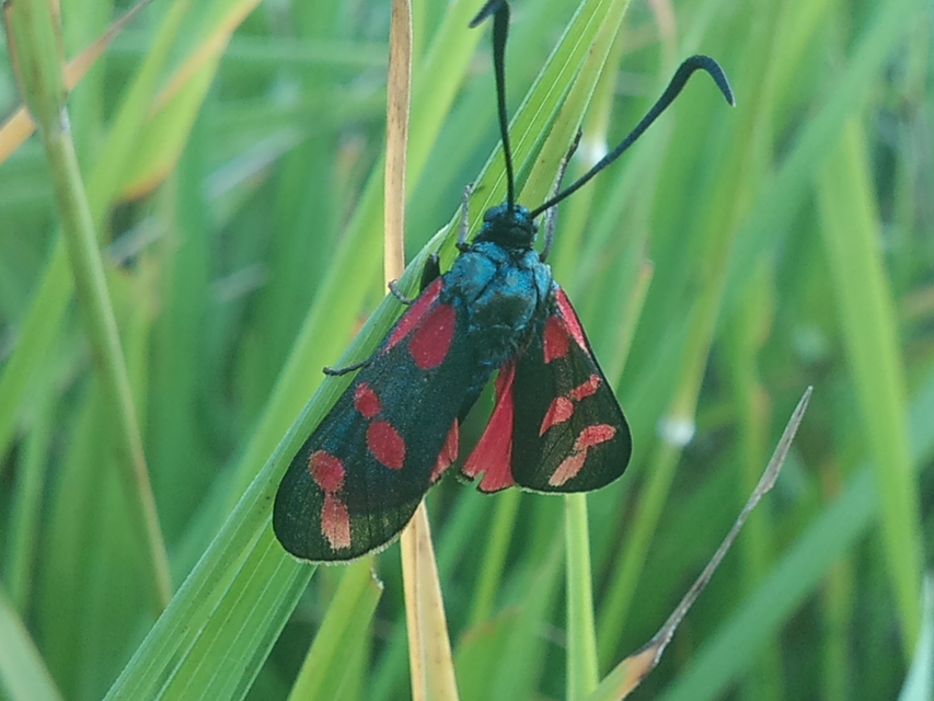 Zygaena filipendulae - acélszínű csüngőlepke