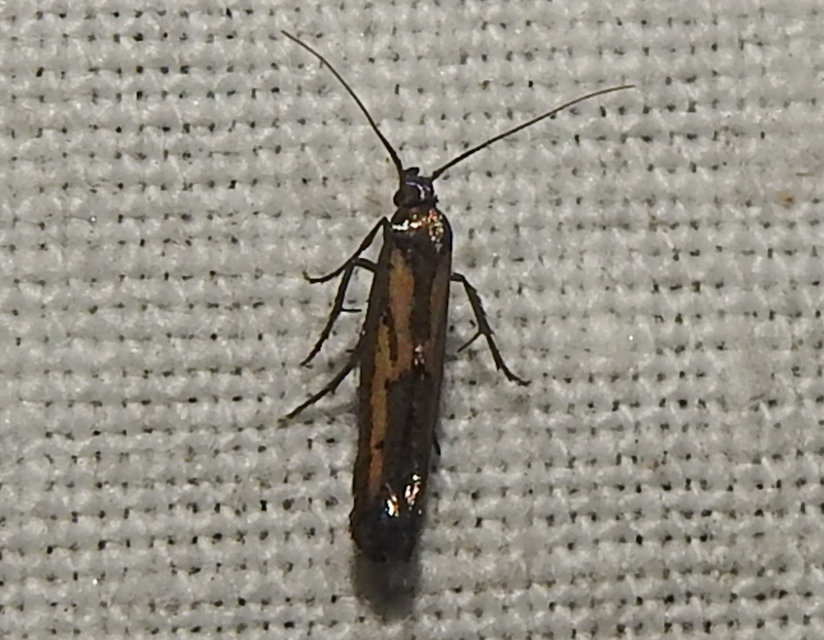 Ochromolopis ictella - zsellérke-íveltmoly