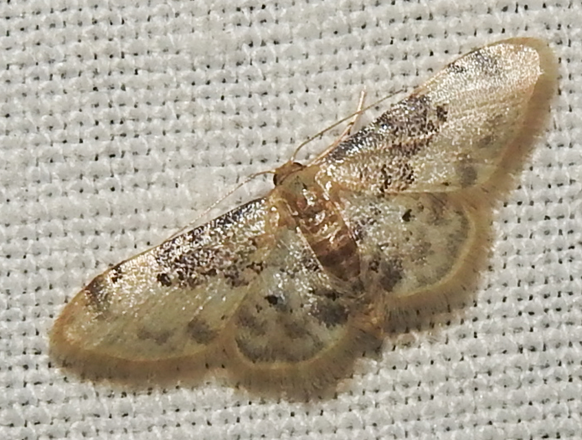 Idaea filicata - sötéttövű apróaraszoló
