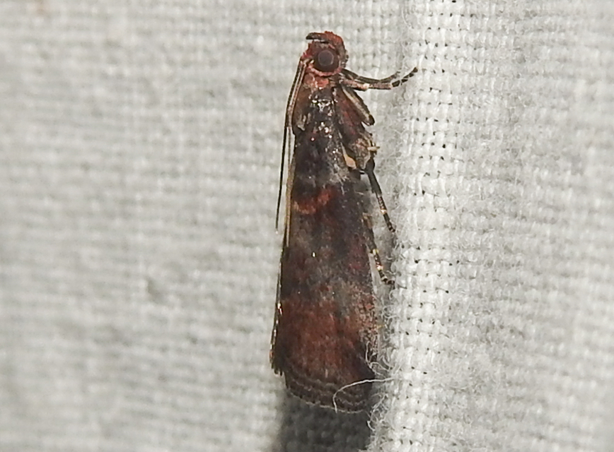 Acrobasis advenella - gerleszínű karcsúmoly