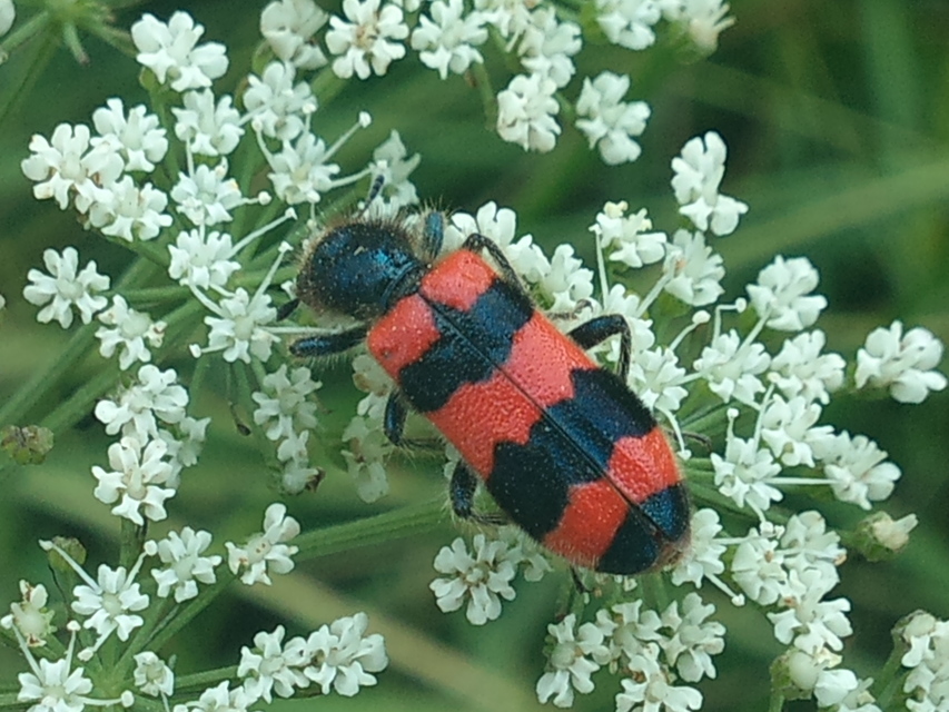 Trichodes apiarius - szalagos méhészbogár