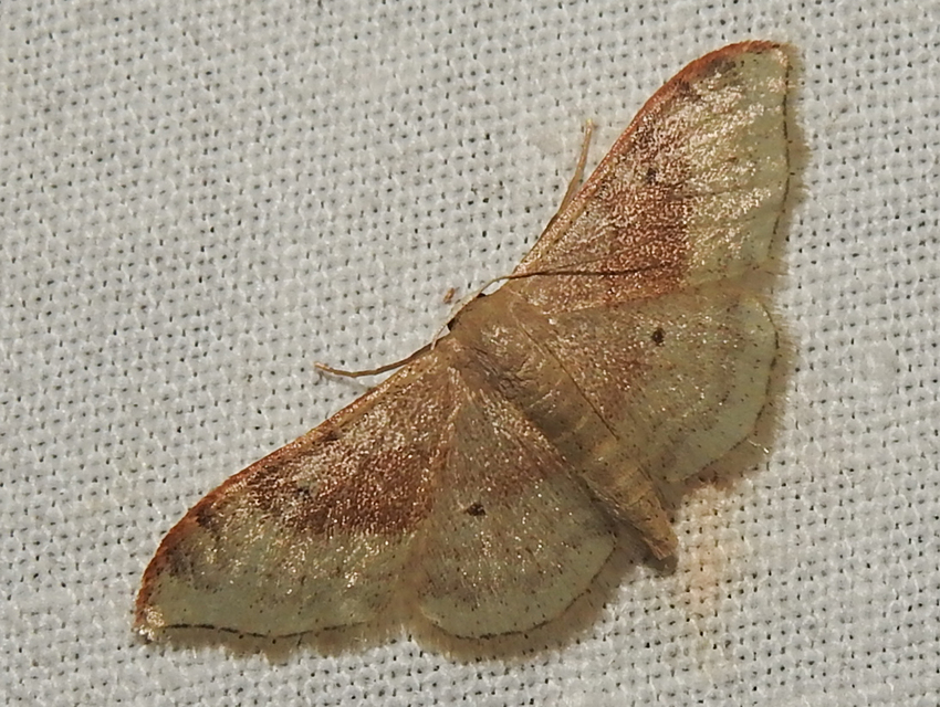 Idaea degeneraria - barnasávos araszoló