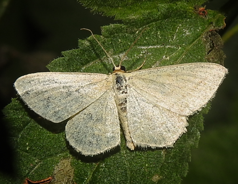 Scopula virgulata - vesszős sávosaraszoló