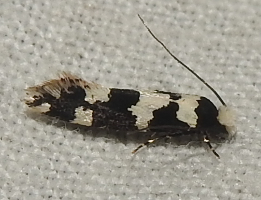 Neurothaumasia ankerella - magyarmoly