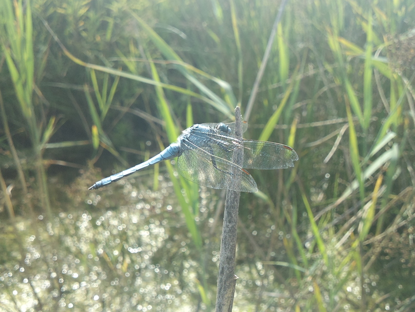 Orthetrum brunneum - pataki pásztorszitakötő
