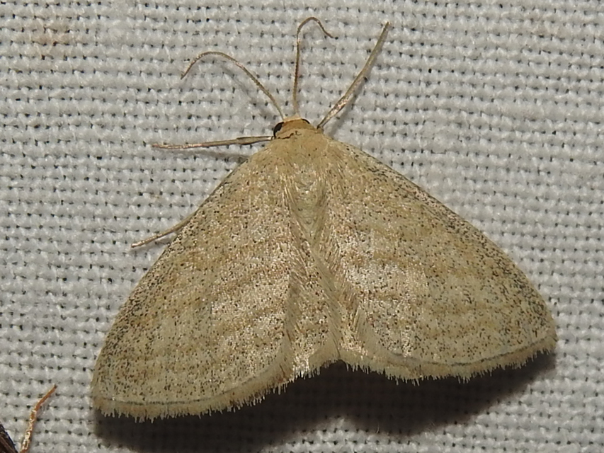 Scopula virgulata - vesszős sávosaraszoló