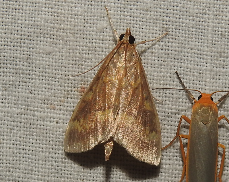 Ostrinia nubilalis - kukoricamoly