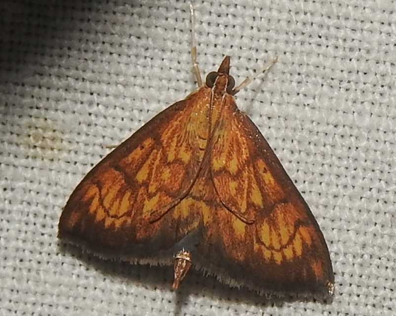 Ecpyrrhorrhoe rubiginalis - rozsdavörös tűzmoly