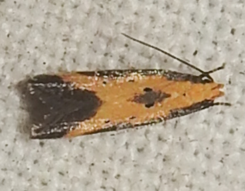 Brachmia dimidiella - citromkocsord-lápimoly