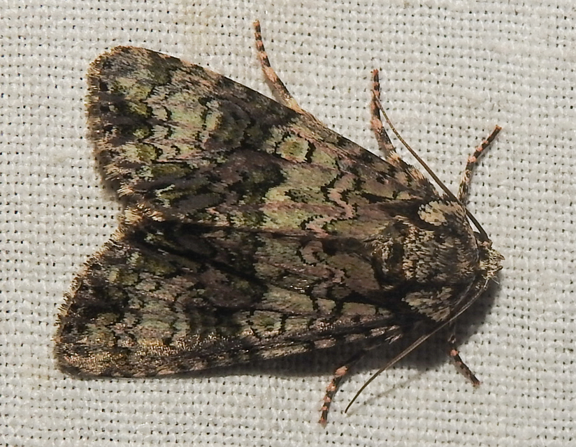 Craniophora ligustri - fagyalbagoly