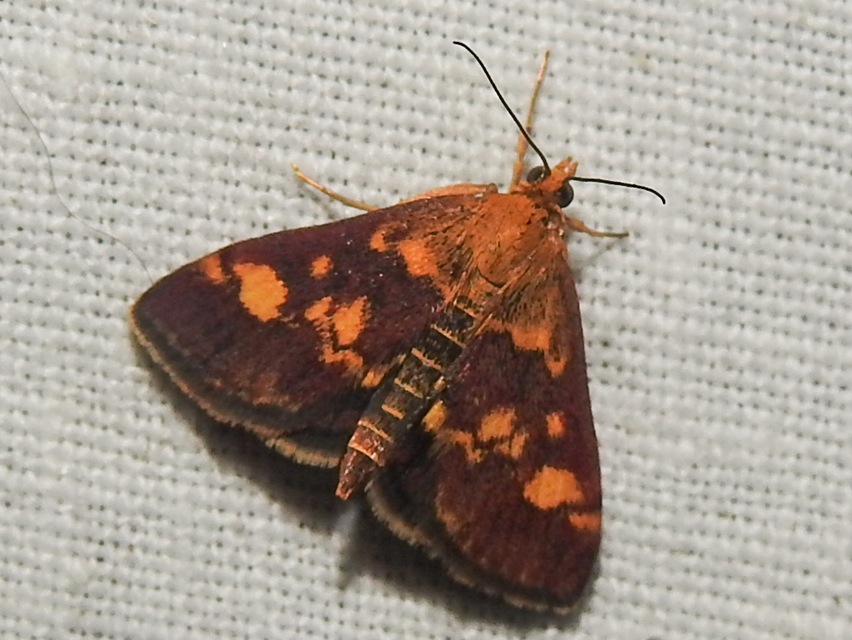 Pyrausta aurata - aranyló bíbormoly