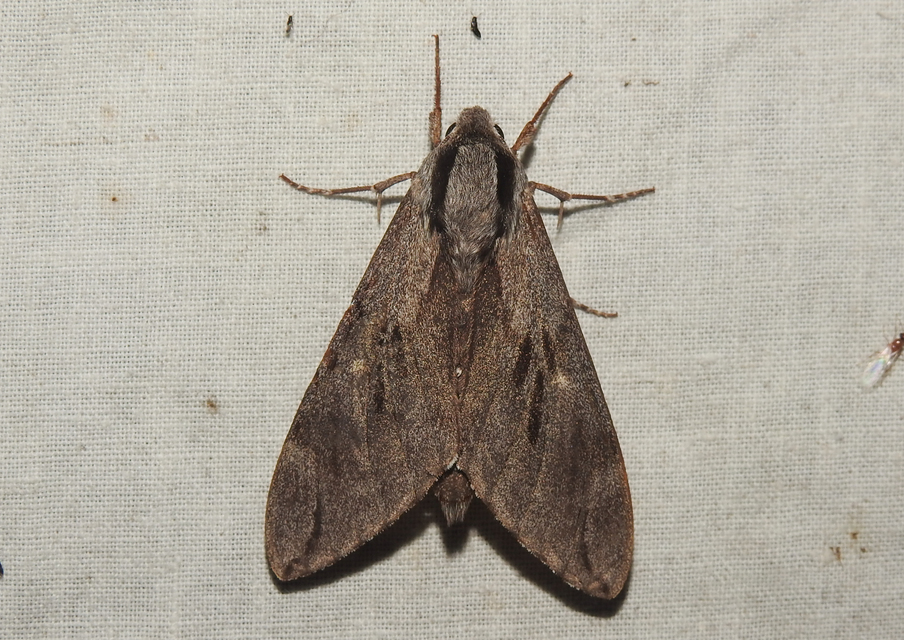 Hyloicus pinastri - fenyőszender